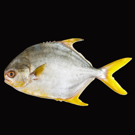 GOLDEN POMFRET (200/300) - (PER 2KG/PKT)