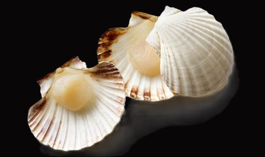 Half Shelf Scallop